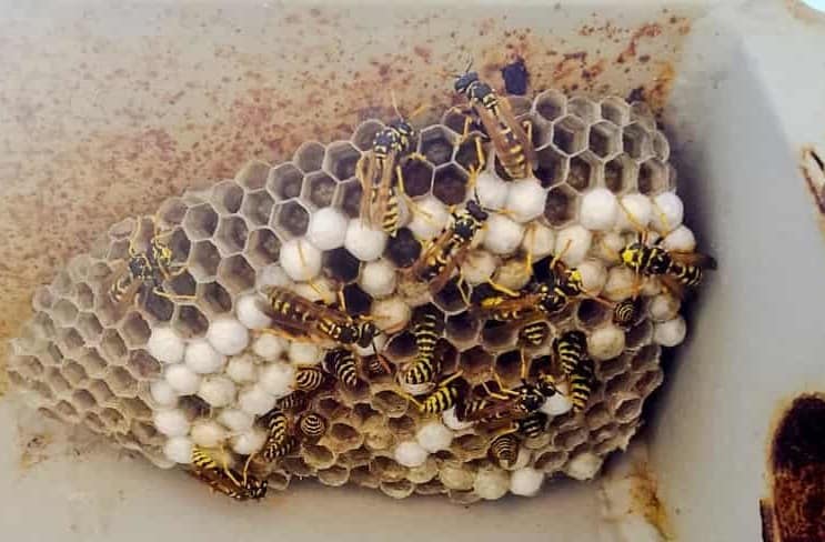 Bee-removal