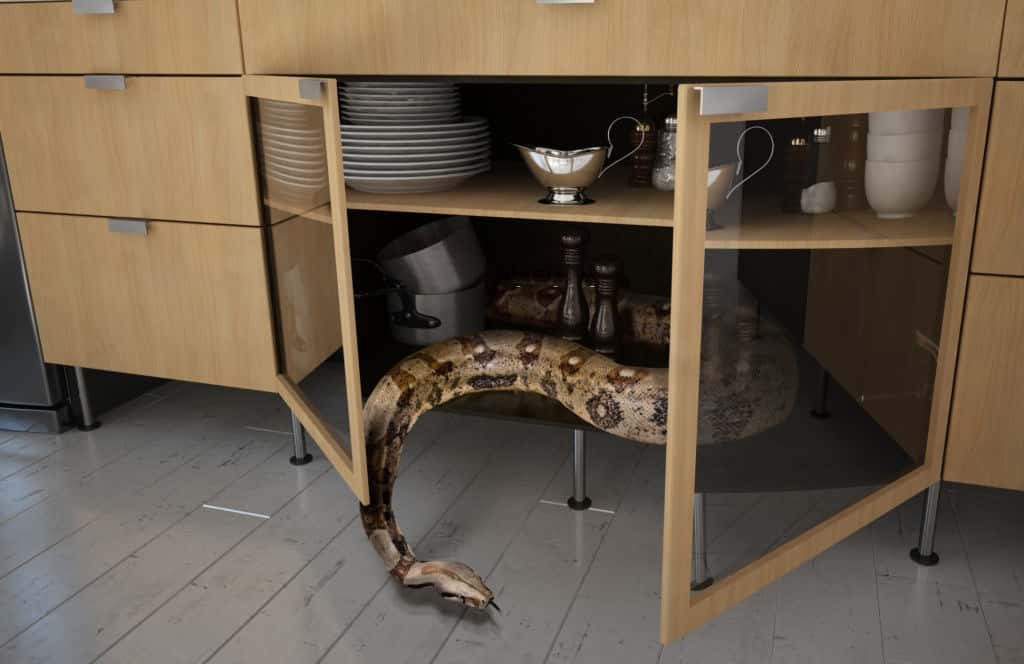 Snake Removal