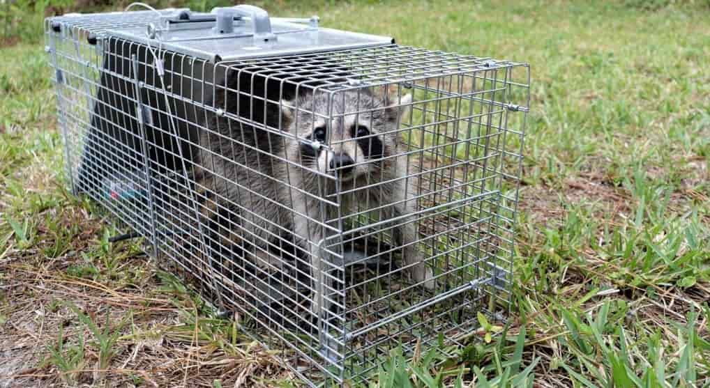 Trapping And Extraction