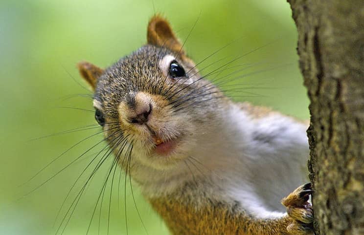 Wildlife Removal