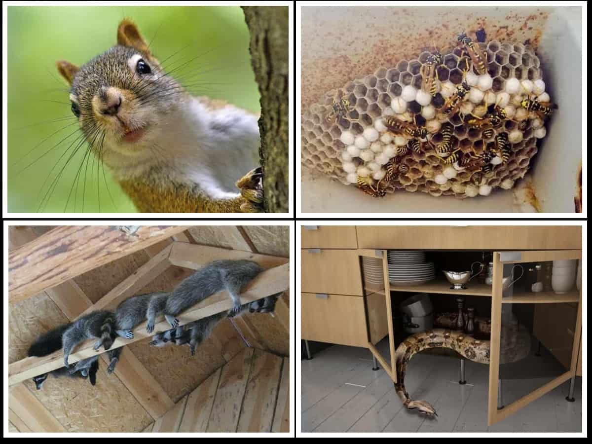 Wildlife collage